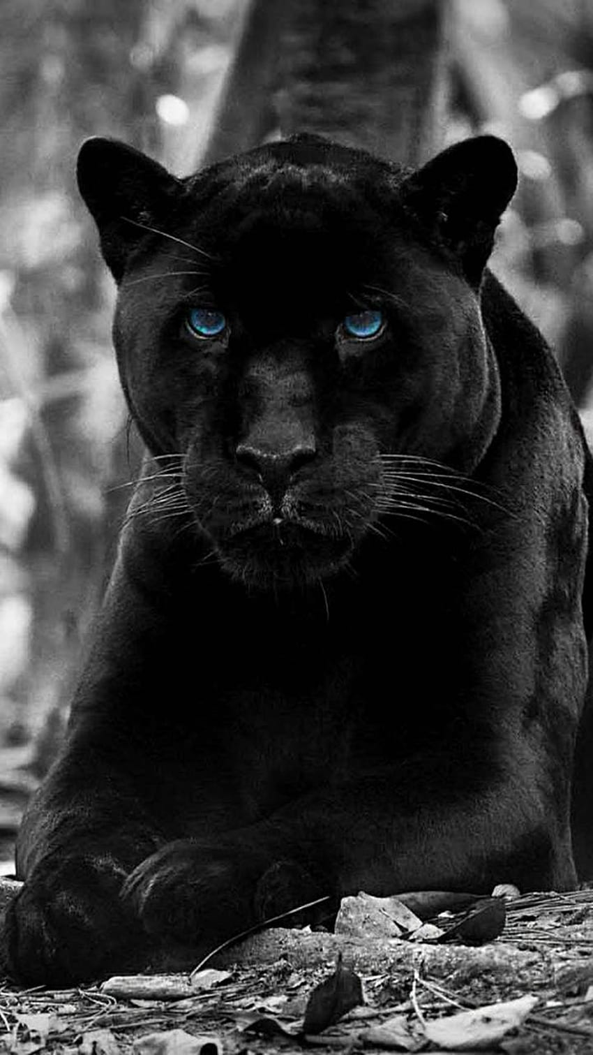 czarna pantera, Cool Black Panther Animal Tapeta na telefon HD