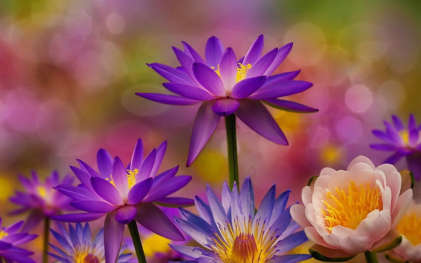 Flowers, background, pretty, petals, beautiful, spring HD wallpaper