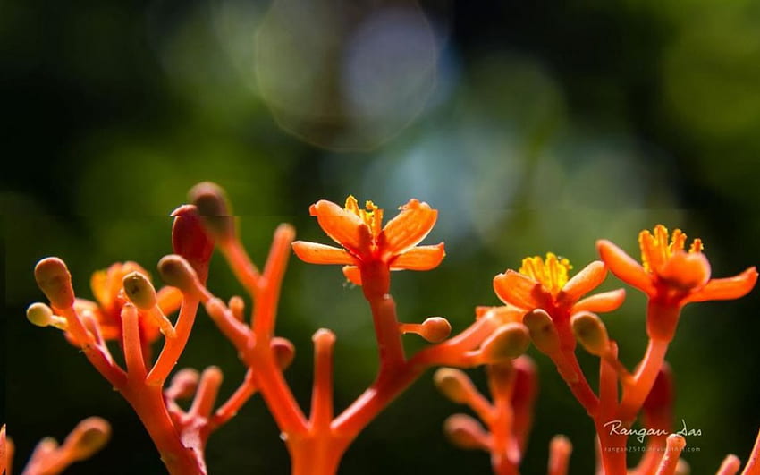 เหลือบสวน ดอกไม้สีส้ม กราฟี สวน ฤดูใบไม้ผลิ ส้ม สวน ฤดูร้อน กลีบดอกส้ม นามธรรม กลีบดอก โคลสอัพ ธรรมชาติ ดอกไม้ มาโคร วอลล์เปเปอร์ HD