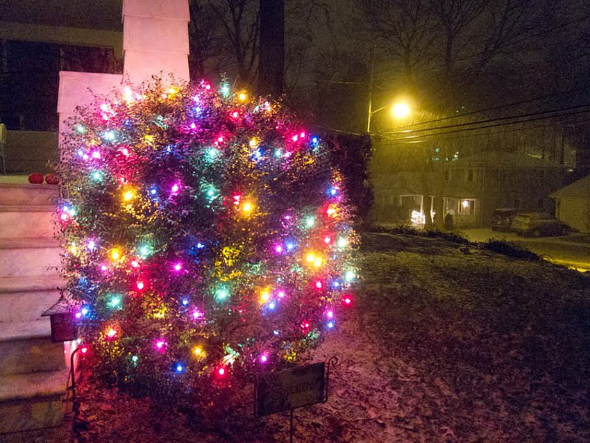 Lumières de Noël, lumières, Noël, porte d'entrée, buisson, coloré, arbre Fond d'écran HD