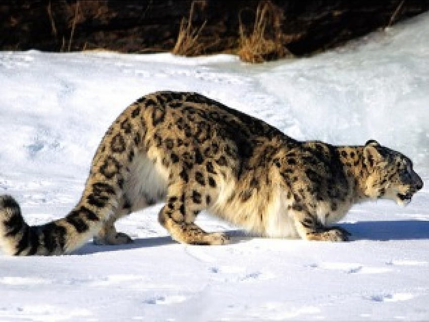 leopardo de las nieves, agachado, caza fondo de pantalla