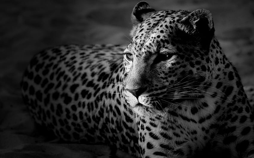 Tiere Hintergrundbilder Computer, Leopard HD тапет