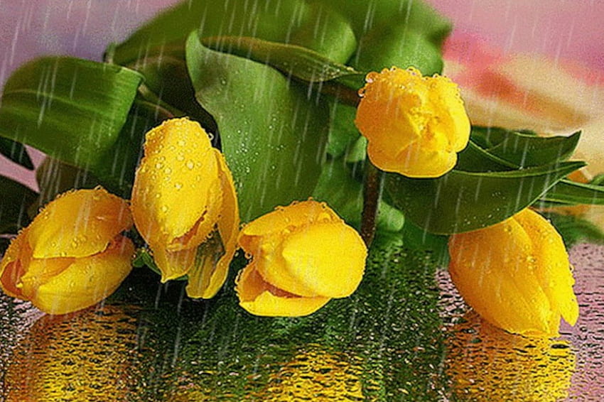 Yellow Wet Tulips, wet, yellow, nature, flowers, tulips, macro HD wallpaper