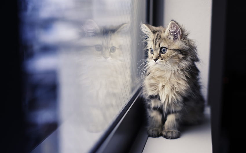 ふわふわ子猫、動物、子猫、窓、猫、ふわふわ 高画質の壁紙
