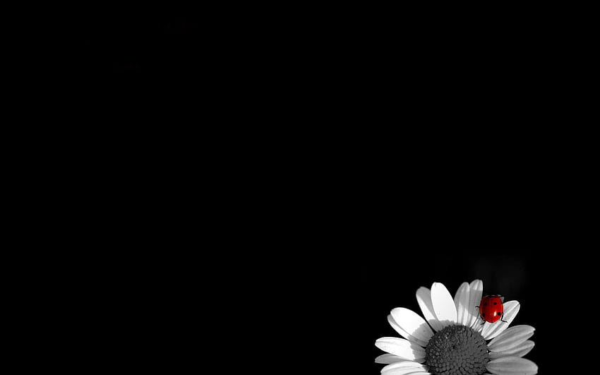 For > Cover For Facebook Flowers Black And White HD wallpaper