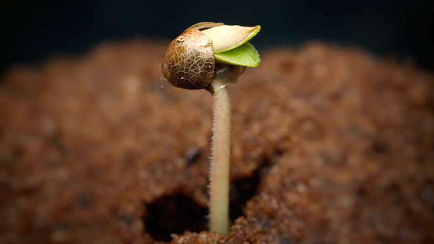 Como germinar sementes de cannabis – Beer Bong and Beyond, Germinação de sementes papel de parede HD