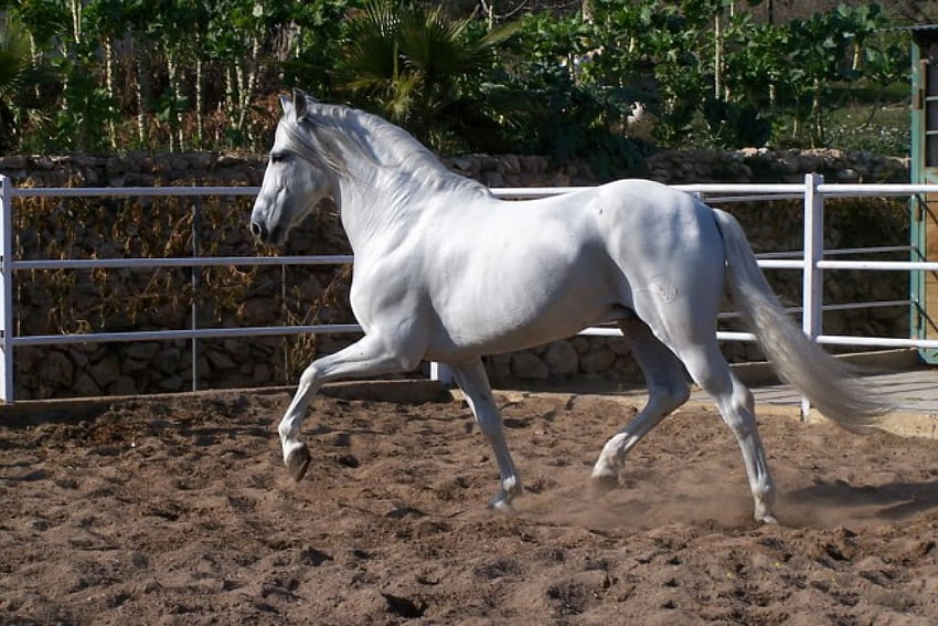 Друг красив испански жребец, коне, испански жребец, животни, андалуски жребец HD тапет