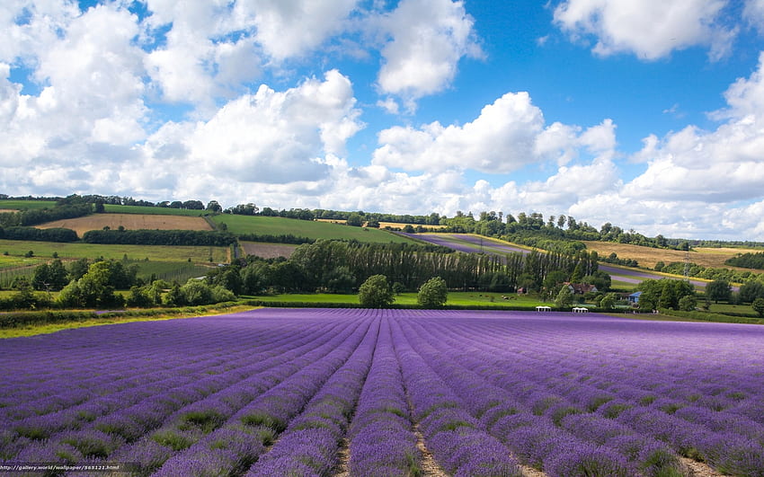Lavender Field, England, field, lavender, landscape, clouds HD wallpaper