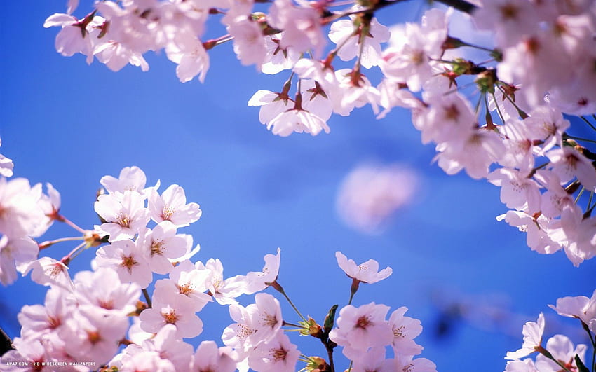 cherry blossom flower / flowers background HD wallpaper