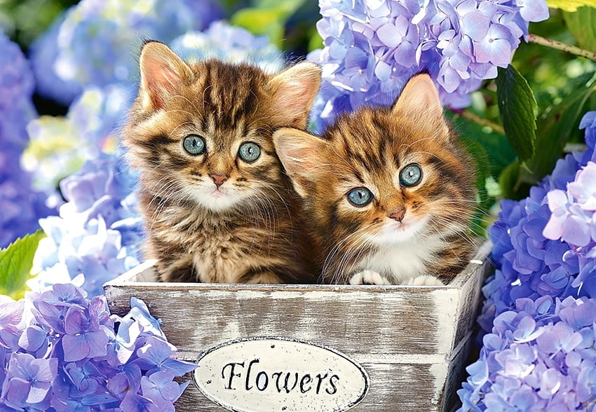 gatinhos, pisica, azul, gatinho, hortênsia, flor, fofo, gato papel de parede HD