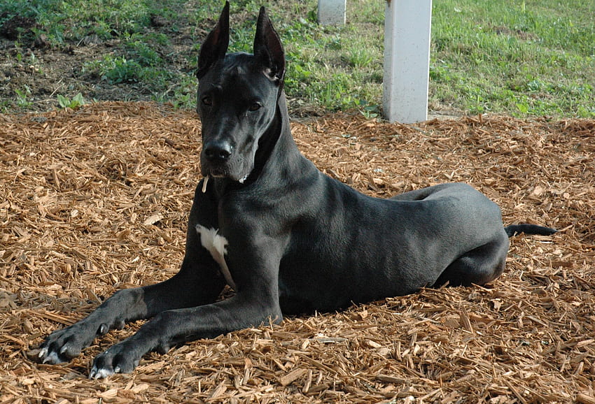 동물, 어두운, 눕다, 거짓말, 개, 아름 다운, 독일 개, 그레이트 데 인 HD 월페이퍼