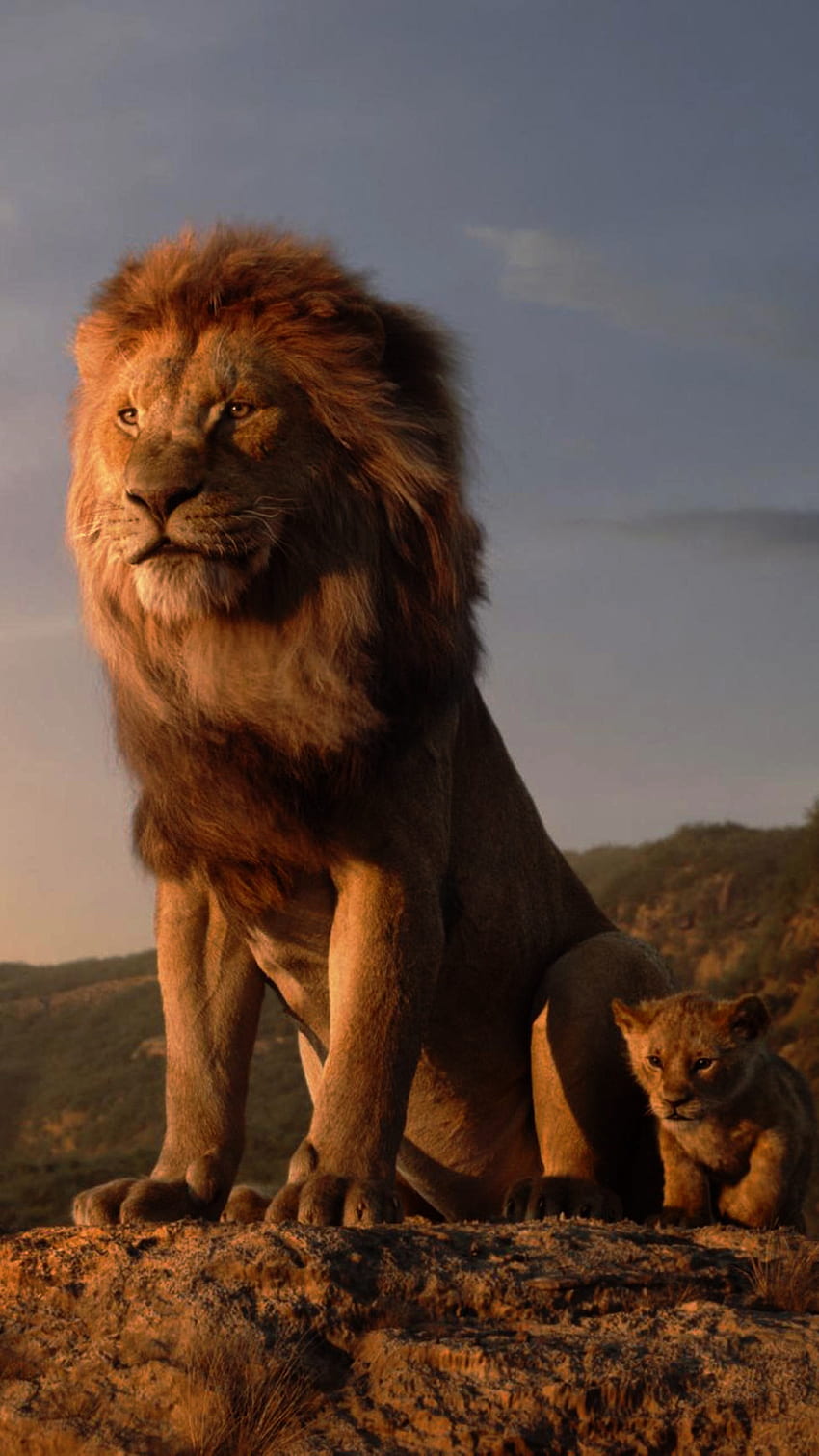 Löwe, Simba, Dschungelkönig HD-Handy-Hintergrundbild