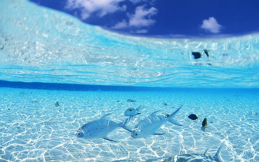Ocean and fish, animal, blue, pretty, fish, nature, nice, ocean HD wallpaper