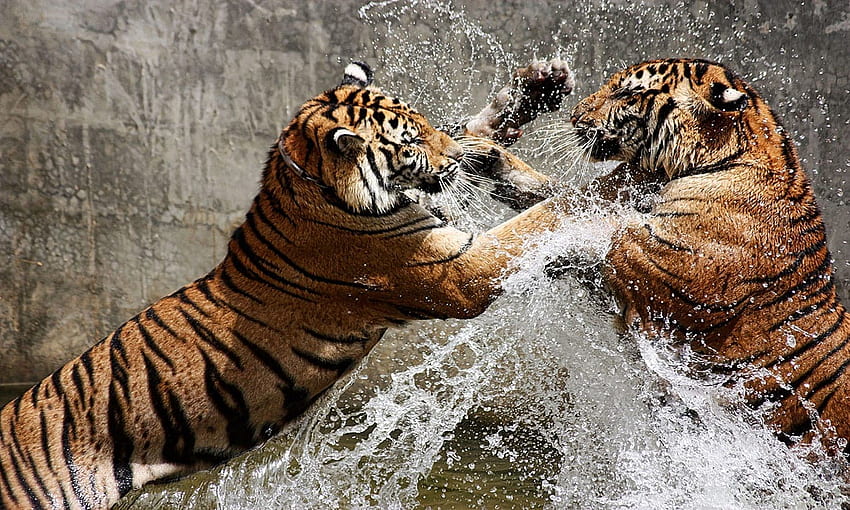 Two Majestic Tigers Having A Splashing Time HD wallpaper