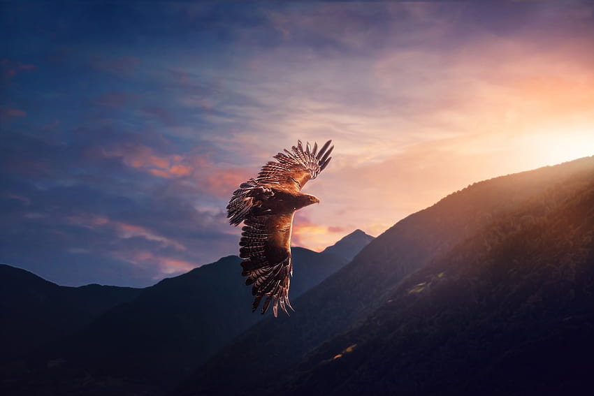Eagle, predator, flight HD wallpaper