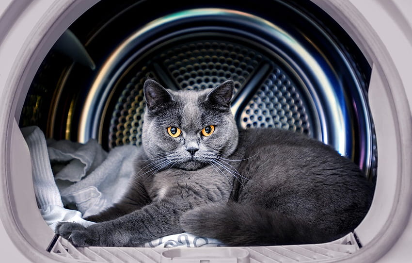 cat, cat, look, grey, lies, British, yellow eyes, washing machine, the boss for , section кошки HD wallpaper