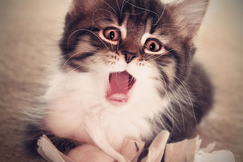 Animals, Fluffy, Kitty, Kitten, Muzzle, Open Mouth HD wallpaper