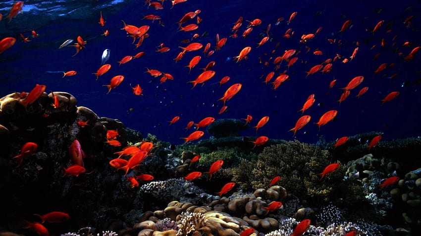Animali, pesci, mondo sottomarino, fondali marini, fondali marini Sfondo HD