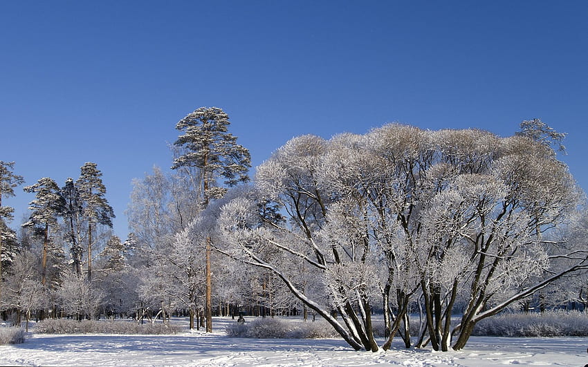 冬, 自然, 木, 空, 雪, 枝, 枝, 散在, クリア, なるほど, 広がる 高画質の壁紙