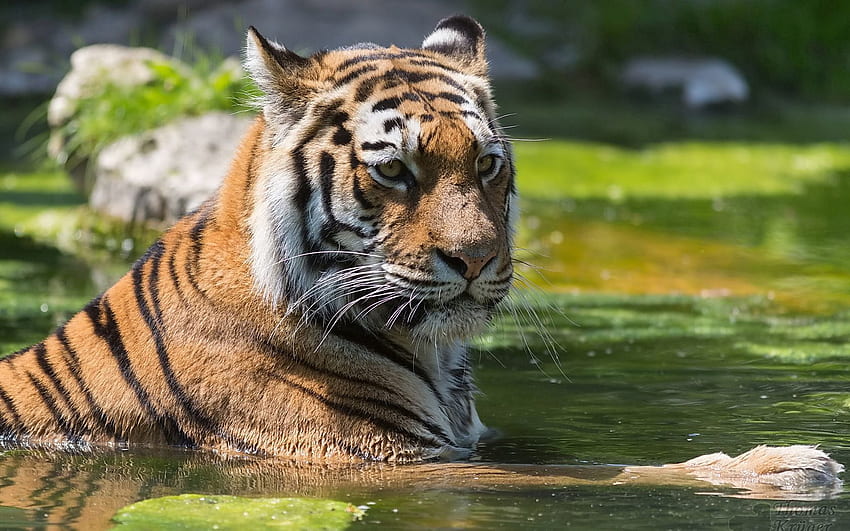 สัตว์ น้ำ ตะกร้อ ลาย นักล่า แมวตัวใหญ่ เสือ ว่ายน้ำ วอลล์เปเปอร์ HD