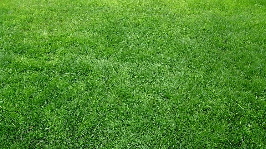 Background Green Grass Field Grain Byte [] for your , Mobile & Tablet. Explore Ultra Lenovo . , Lenovo Windows 10 , Lenovo, Green Pastures HD wallpaper
