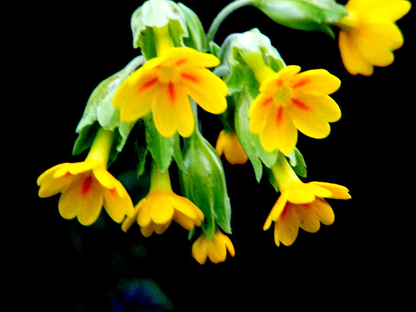 cowslips di taman., bunga liar, halus,, kuning Wallpaper HD