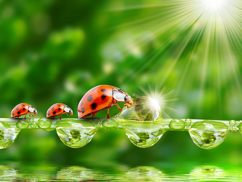 Ladybug Sun Rays Grass Morning Dew Drops Water HD wallpaper