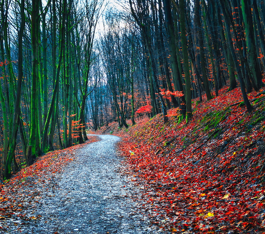 Nature, Autumn, Forest, Path, Fallen Foliage, Fallen Leaves HD wallpaper