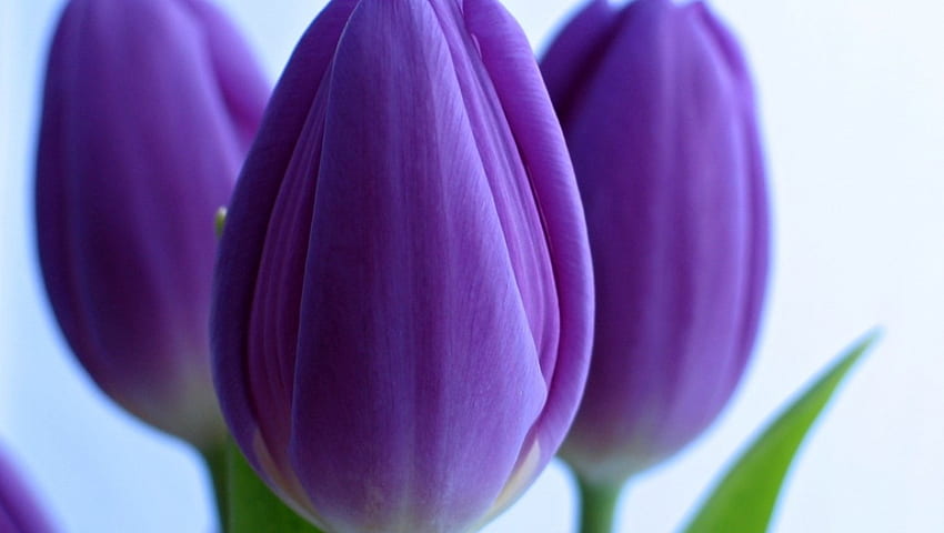 Purple, tulip, amazing, flower HD wallpaper