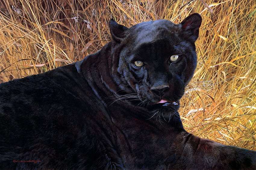 Animals, Grass, Aggression, Grin, Muzzle, Panther HD wallpaper