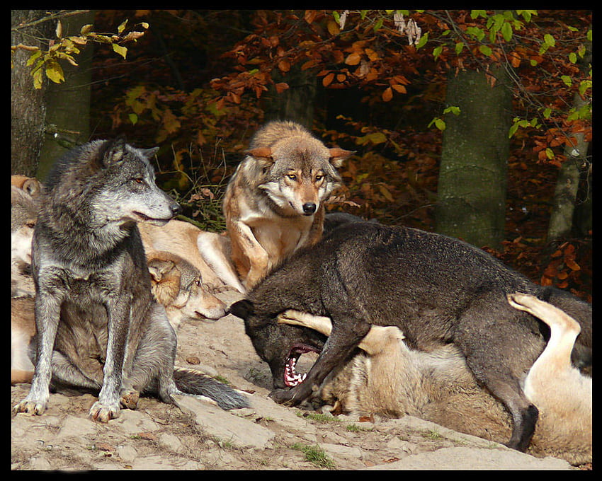 walka wilków, zima, pies, samotny wilk, canis lupus, wataha wilków, wilk, dziki, wycie, abstrakcyjny, paczka, śnieg, mityczny, majestatyczny, drewno, wilki, lobo, szary, wycie, szary wilk, piękny, duch, natura , przyjaźń, pies, wilk, samotność Tapeta HD