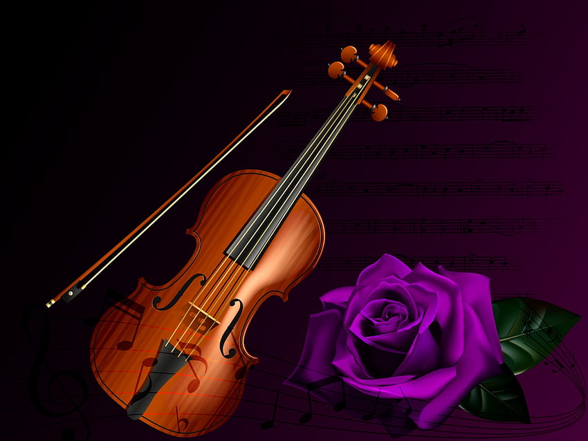 The Violin, Violin, Music, Purple, Rose HD wallpaper