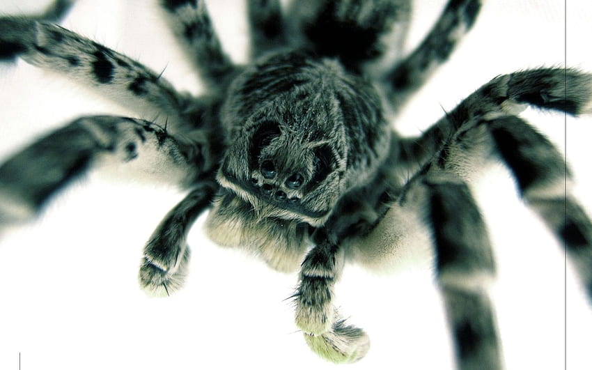 Scary big spider HD wallpaper