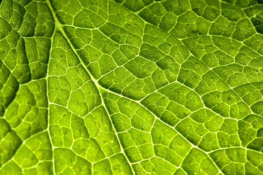 Растение, макро, лист, лист, вени HD тапет