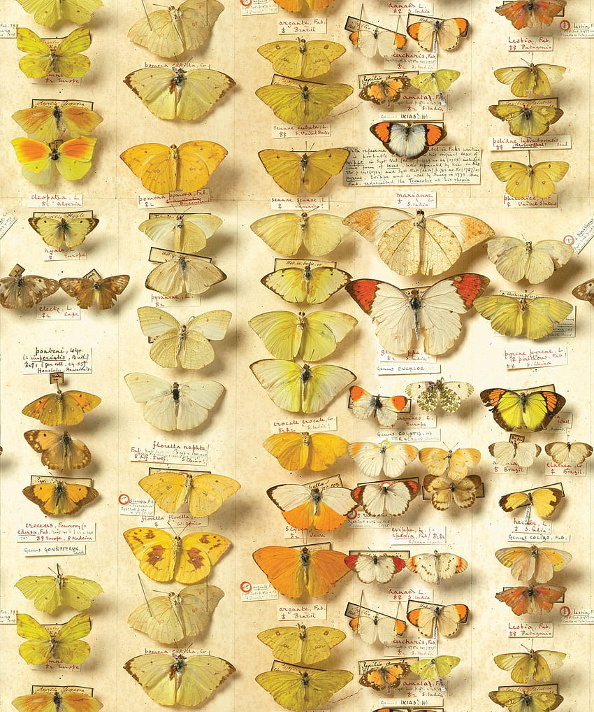 Lepidotteri • Design Vintage Farfalle • Milton & King, Farfalle Gialle Sfondo del telefono HD