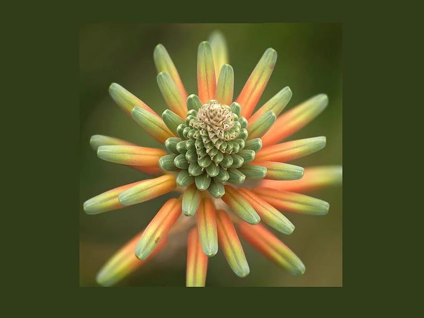 กลีบดอก ดอกไม้ สีเขียว ธรรมชาติ สีส้ม แหลม วอลล์เปเปอร์ HD