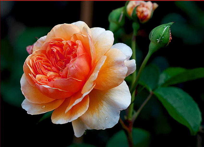 Eine Rose für Raquel, Rose, Weiß, Korallenfarbe, Blume, Grün HD-Hintergrundbild