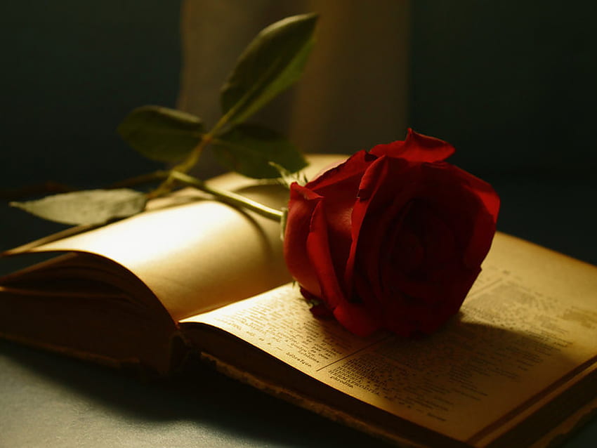 Libro abierto de amor, rosa, hermoso, libro, grafía. fondo de pantalla
