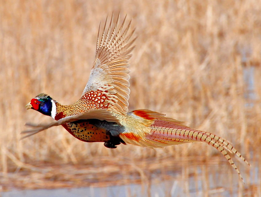 Of Pheasant Flying On Water, Ring Necked Pheasant, National HD wallpaper