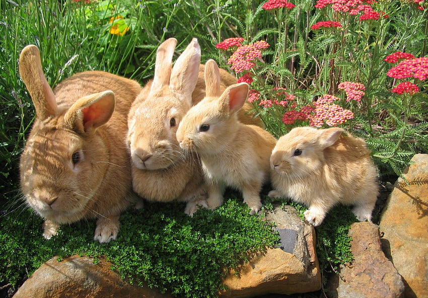 Rabbit, animal, ears, jump HD wallpaper