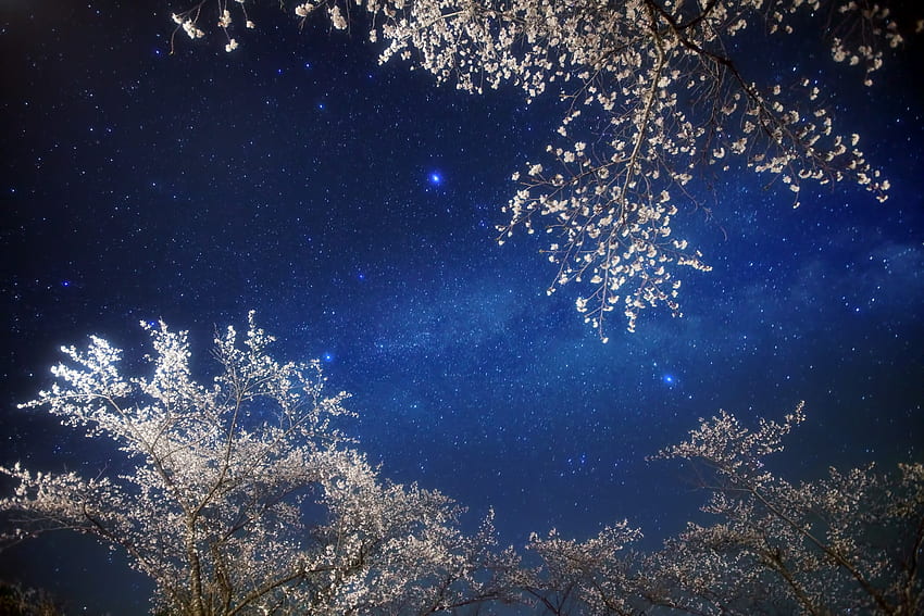 Natura, niebo, gwiazdy, noc, świecenie, gałęzie, gałąź Tapeta HD