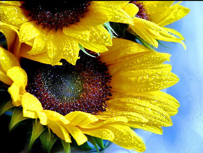 After the rain, brown, sunflowers, yellow, drops, sky, water HD wallpaper