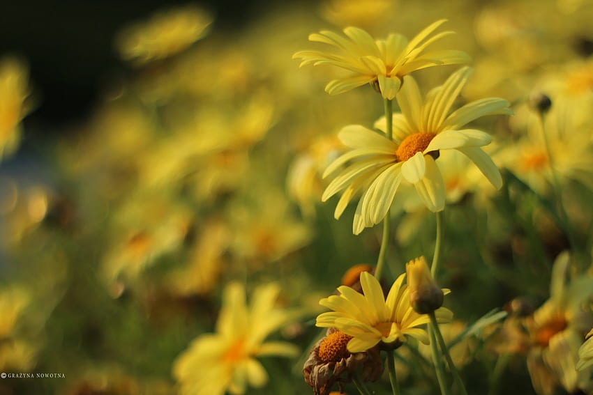 Marguerite jaune, jaune, nature, fleurs, marguerite Fond d'écran HD
