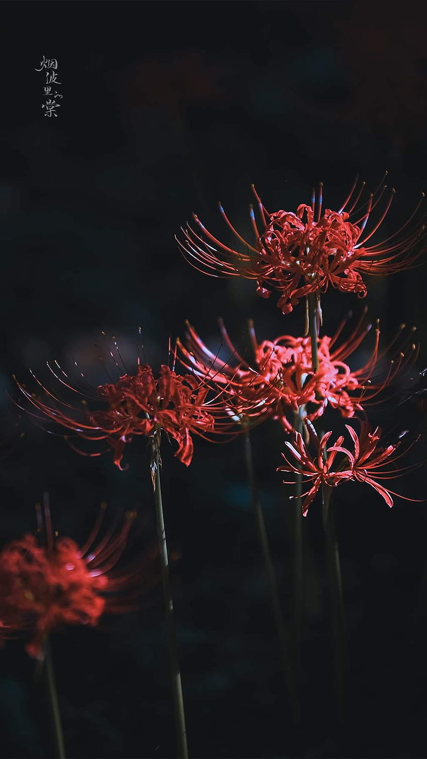 Higanbana. idee. giglio ragno rosso, radiata, fiori Sfondo del telefono HD