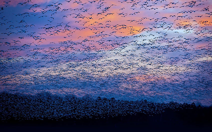 Nature, Canada, Bird, Flight, Flock, Quebec, Saint-Francois HD wallpaper