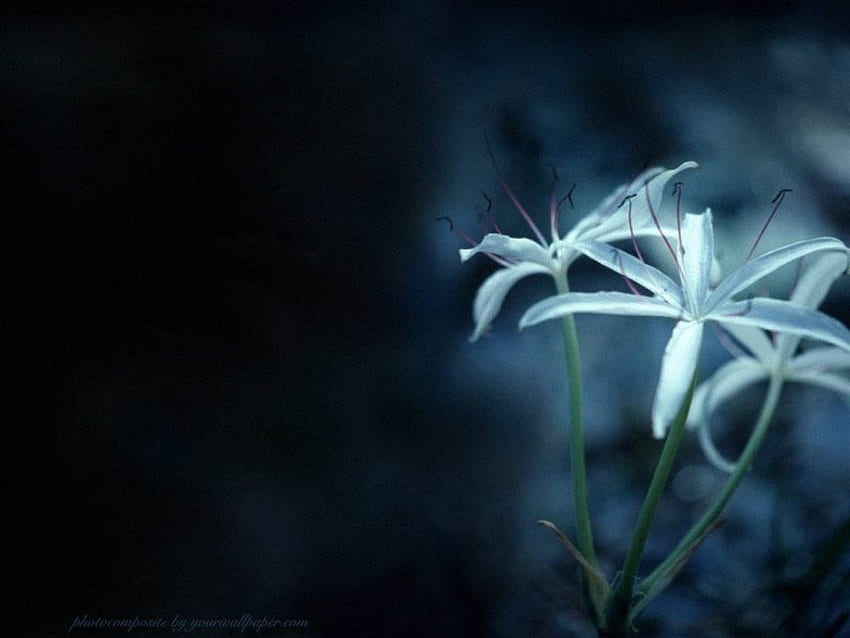 Lirio azul, flor, lirio fondo de pantalla | Pxfuel