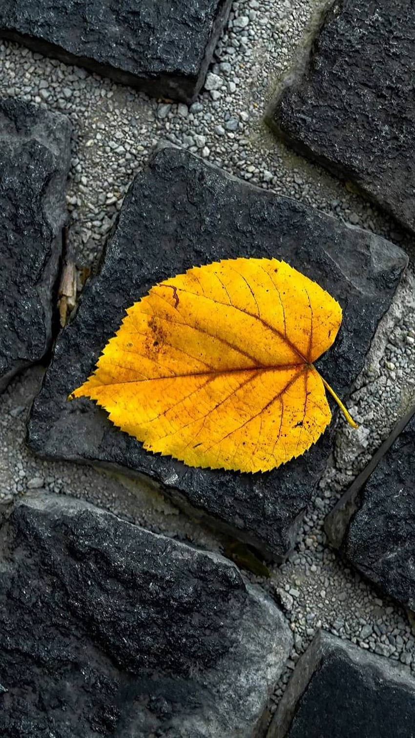 Yellow leaf, Single Leaf HD phone wallpaper