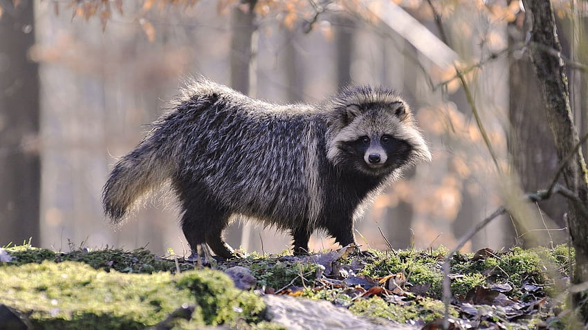 Animals, Autumn, Forest, Nice, Sweetheart, Wool, Raccoon HD wallpaper