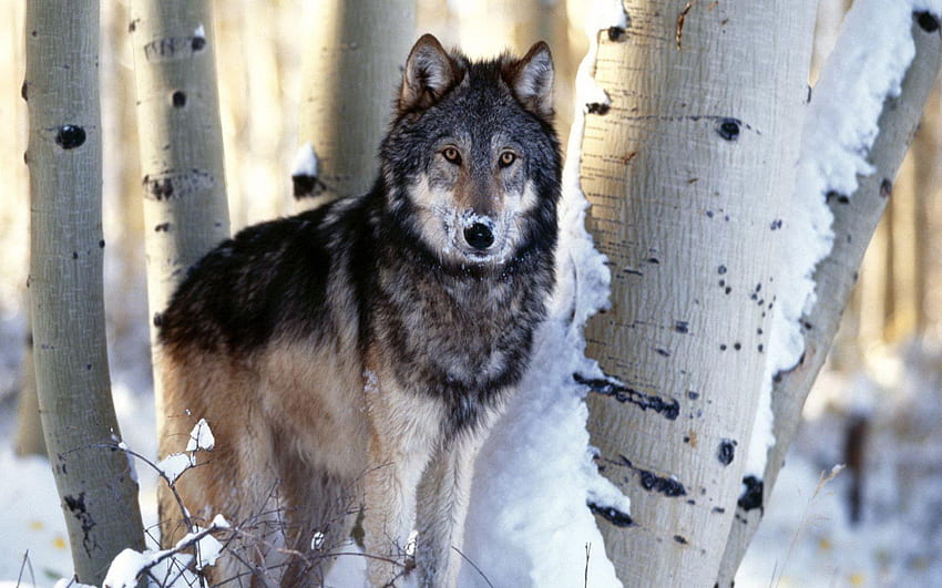 Timber Wolf HD wallpaper | Pxfuel