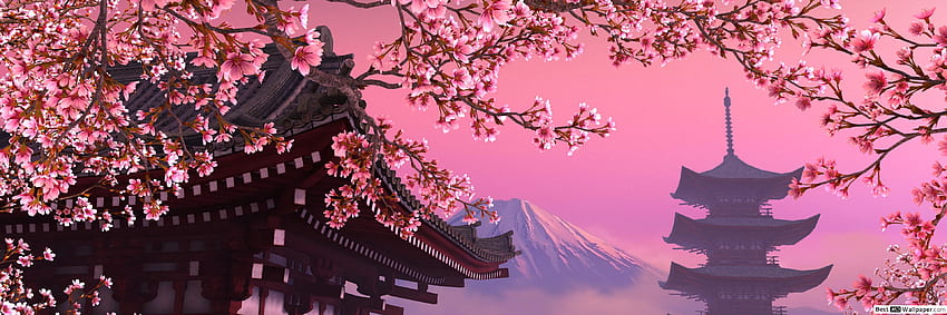 Cherry Blossom, Pink Dual-Monitor HD-Hintergrundbild